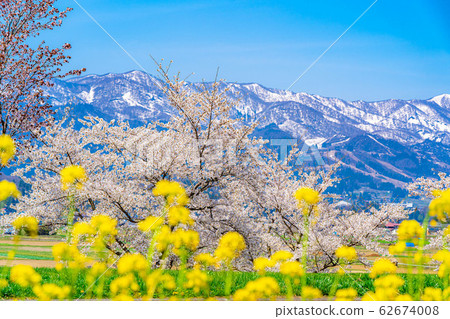 Cherry blossoms, rape blossoms and the Northern Alps [Nagano Prefecture] 62674008