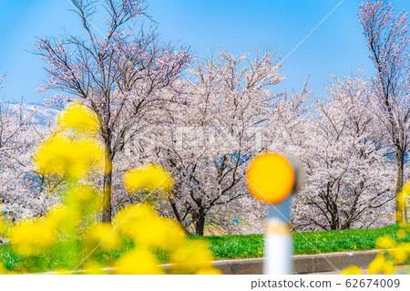 Cherry blossoms, rape blossoms and the Northern Alps [Nagano Prefecture] 62674009