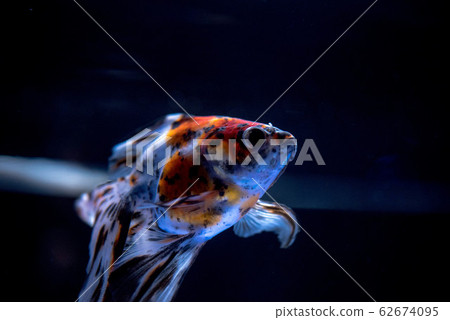 金魚 62674095