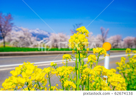 Cherry blossoms, rape blossoms and the Northern Alps [Nagano Prefecture] 62674138