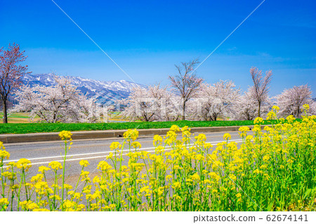 櫻花，油菜花和北阿爾卑斯山[長野縣] 62674141