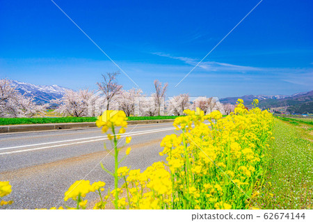 Cherry blossoms, rape blossoms and the Northern Alps [Nagano Prefecture] 62674144
