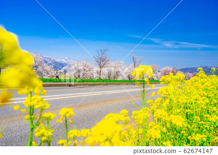 櫻花，油菜花和北阿爾卑斯山[長野縣] 62674147