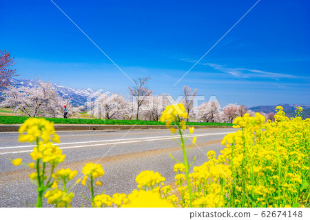 Cherry blossoms, rape blossoms and the Northern Alps [Nagano Prefecture] 62674148