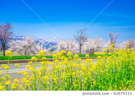 Cherry blossoms, rape blossoms and the Northern Alps [Nagano Prefecture] 62674153