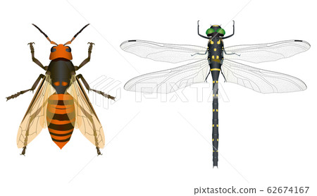 Giant hornet and Onyanma 62674167