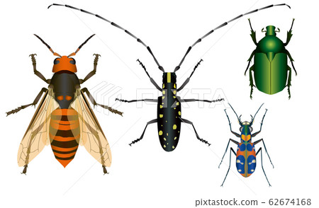 Giant hornet and yellow-faced horned beetle, kanabun, hanmyo 62674168