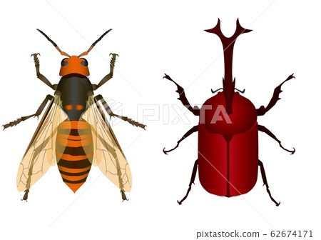 大黃蜂和甲蟲 62674171