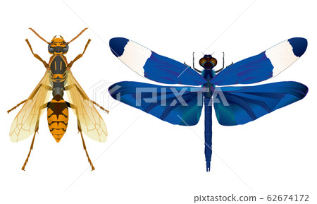 Seguro wasp and butterfly dragonfly 62674172