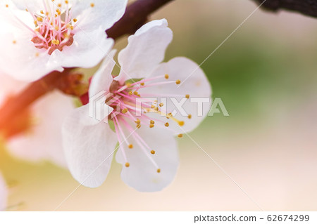 Cherry blossom branch. A gentle spring flower. 62674299