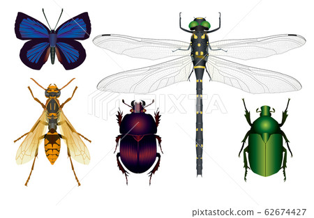 Polistes jokahamae 62674427