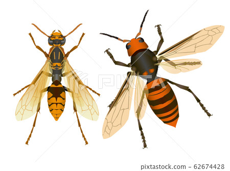 Wasp and wasp 62674428