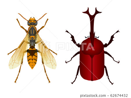 Seguro黃蜂和甲蟲 62674432