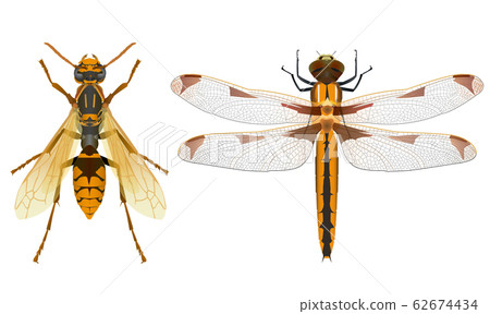 Seguro Paper Wasp and Butterfly Dragonfly 62674434
