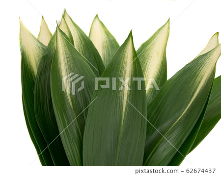 Haran's leaves Haran's leaves 62674437