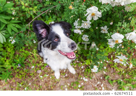 Outdoor portrait of cute smilling puppy border Outdoor portrait of cute smilling puppy border 62674511