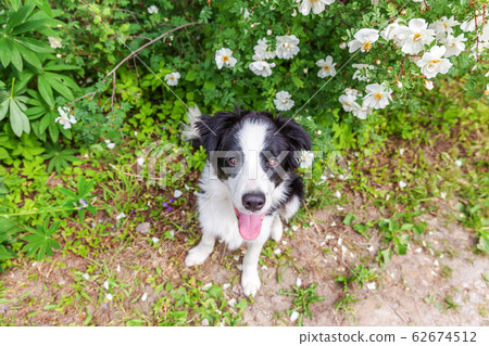 Outdoor portrait of cute smilling puppy border 62674512