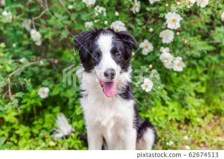 Outdoor portrait of cute smilling puppy border Outdoor portrait of cute smilling puppy border 62674513