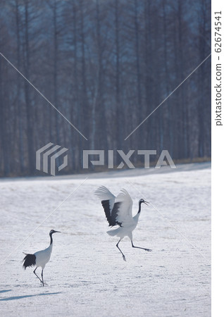 起重機和兩個人一起跳舞（北海道，鶴井） 62674541