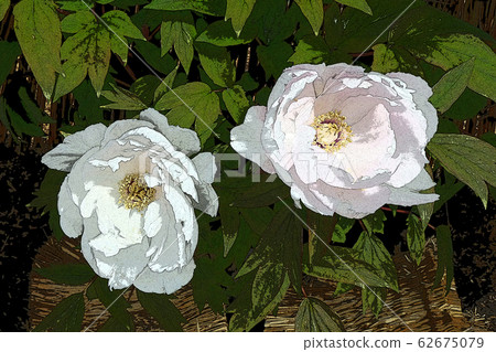 Winter Peony Winter Peony 62675079