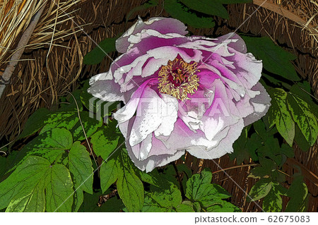 Winter Peony Winter Peony 62675083