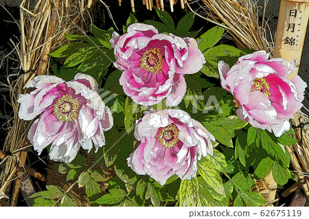 冬天牡丹 冬天牡丹 62675119