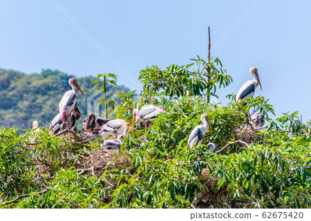 Group stork build a nest on tree and has a baby 62675420