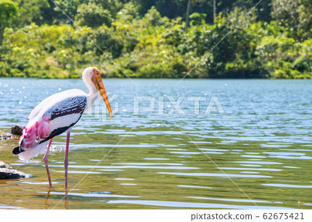 Single large bird alone are walking foraging Single large bird alone are walking foraging 62675421