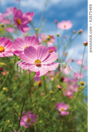 Cosmos, a symbol of autumn, asteraceae 62675469