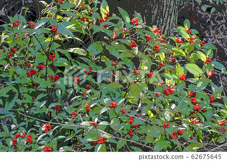 Higashiyama Zoo and Botanical Garden 62675645