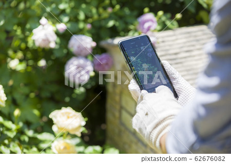 Male hand shooting garden roses with smartphone Male hand shooting garden roses with smartphone 62676082