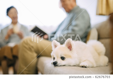 狗和高級 62676703