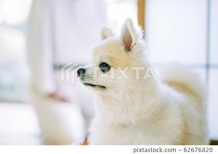 狗和高級 62676820