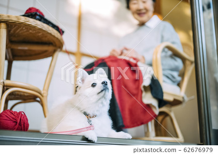 高級放鬆與狗 高級放鬆與狗 62676979