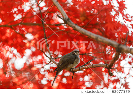 秋季直接時效銅 62677579