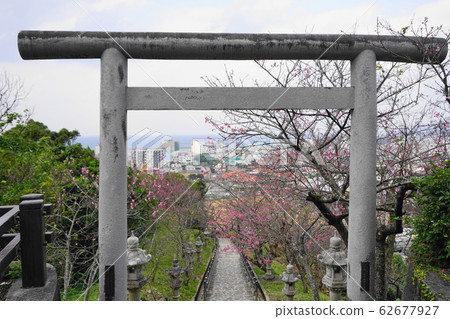 Nago Castle Ruins Sakura Nago Castle Ruins Sakura 62677927