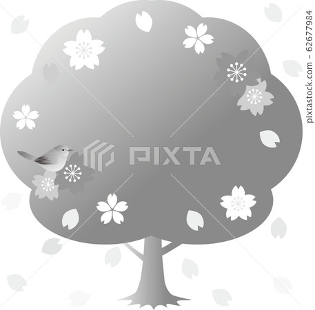 Uguisu櫻花鳥春天的花朵單色灰色框架副本空間 Uguisu櫻花鳥春天的花朵單色灰色框架副本空間 62677984