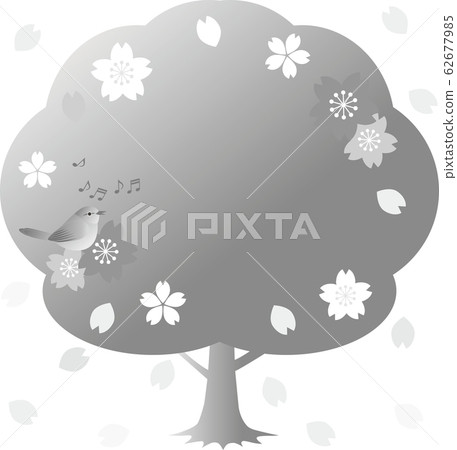 Uguisu櫻花鳥春天的花朵單色灰色框架副本空間 Uguisu櫻花鳥春天的花朵單色灰色框架副本空間 62677985