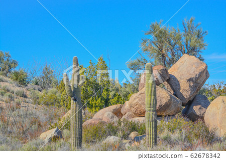 Saguaro Cactus (Carnegie Gigantea) in the mountainous region of Mohave County in the Sonoran Desert. Arizona USA Saguaro Cactus (Carnegie Gigantea) in the mountainous region of Mohave County in the Sonoran Desert. Arizona USA 62678342