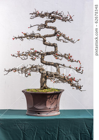 Twisted bonsai tree with red flower against white wall Twisted bonsai tree with red flower against white wall 62678348