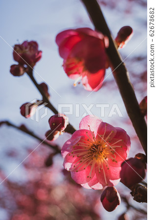 Double-blossomed red plum c film tone that is transparent and transparent Double-blossomed red plum c film tone that is transparent and transparent 62678682