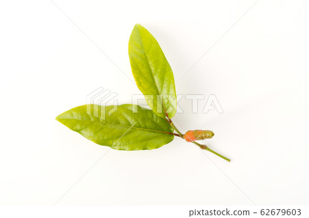 蝴蝶漿果 62679603