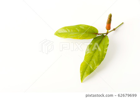 Butterfly berries Butterfly berries 62679699