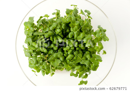 Broccoli Sprout Broccoli Sprout 62679771