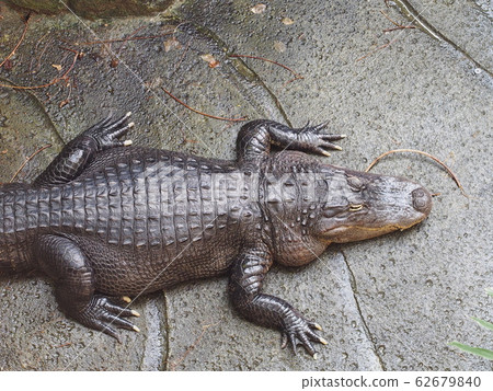 Close-up of a Western African Alligator Close-up of a Western African Alligator 62679840