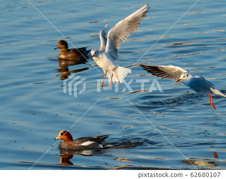 Black-headed gulls attacking hydrangeas Black-headed gulls attacking hydrangeas 62680107