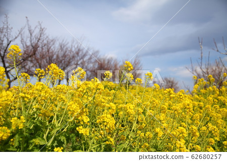 強姦開花 強姦開花 62680257