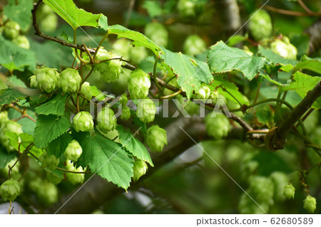 Hop fruit 62680589