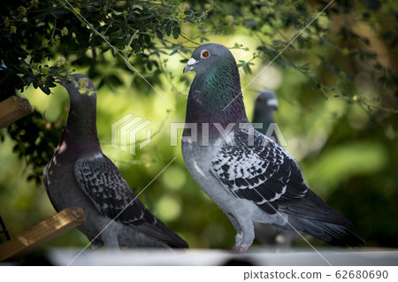 beautiful feather of male homing pigeon in green 62680690