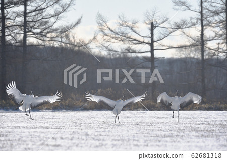 A group of crane cranes that flew to the feeding ground (Tsurui, Hokkaido) A group of crane cranes that flew to the feeding ground (Tsurui, Hokkaido) 62681318